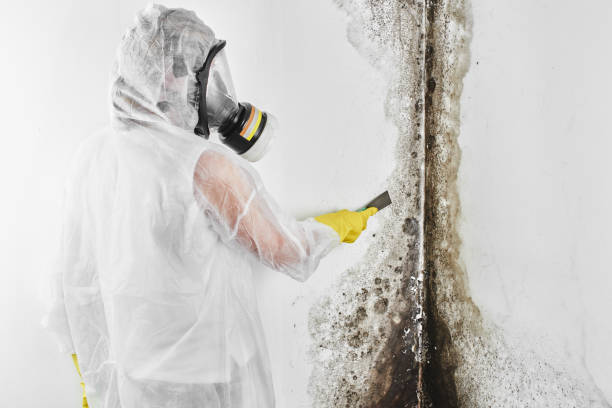 Best Black Mold Removal  in Bakersfield, CA